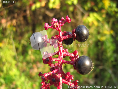 Image of American Pokeweed