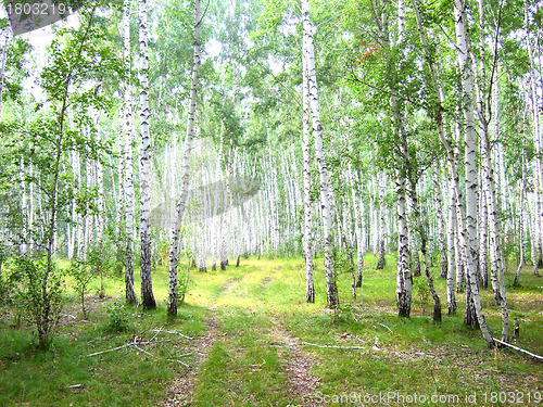 Image of birch forest