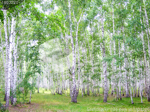 Image of birch forest