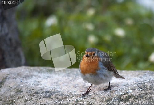 Image of red robin