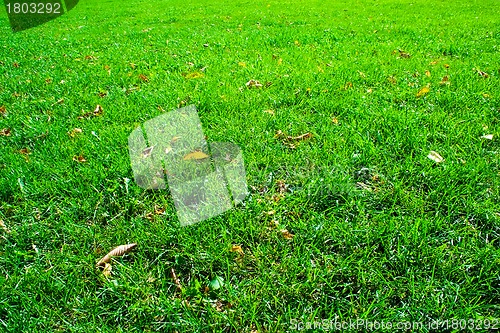 Image of Fresh green grass