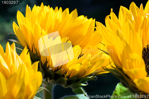 Image of Sunflowers