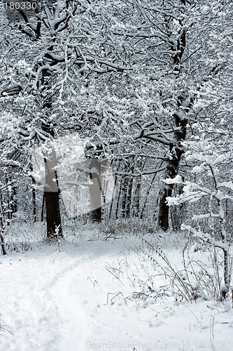Image of Winter Trees