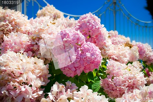 Image of Heart made of flowers