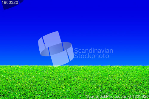 Image of Green grass