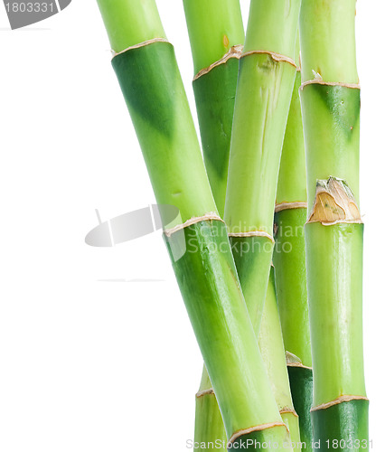 Image of Bamboo