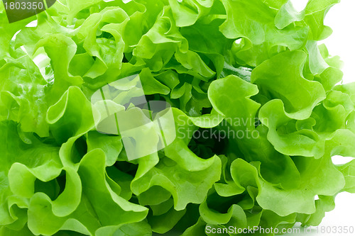 Image of Lettuce