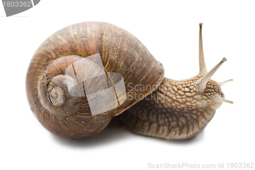 Image of Snail