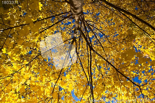 Image of Golden Maple