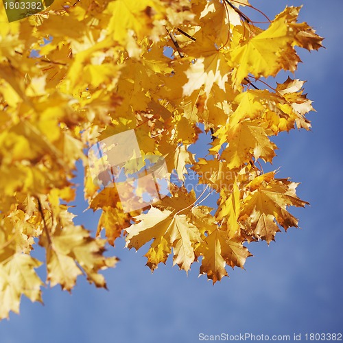 Image of Autumn Leaves