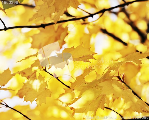 Image of Autumn Maple