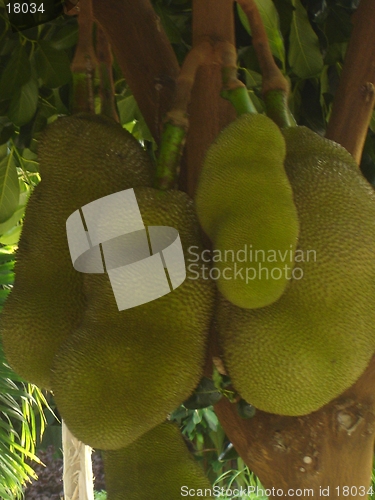 Image of Jackfruit