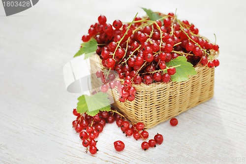 Image of Red Currants