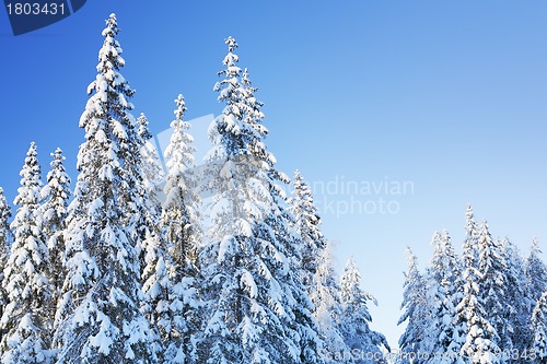 Image of Winter Forest