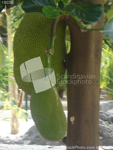 Image of Smelly Jackfruit