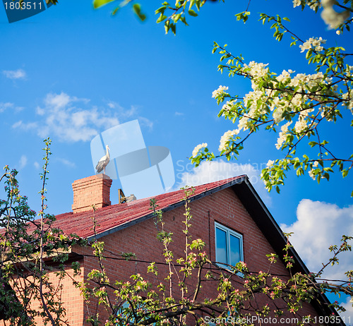 Image of beautiful stork stand on roof