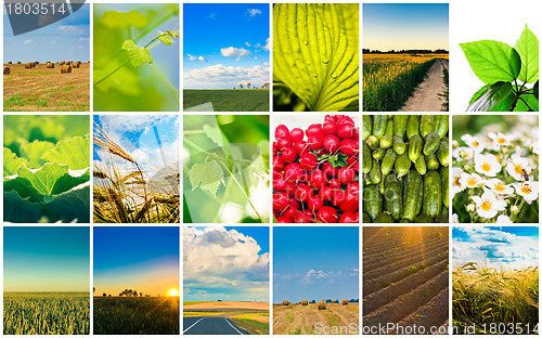 Image of Harvest concepts. Cereal collage