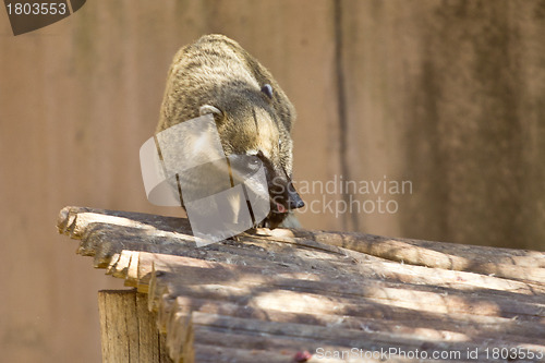 Image of Ringtailed Coati