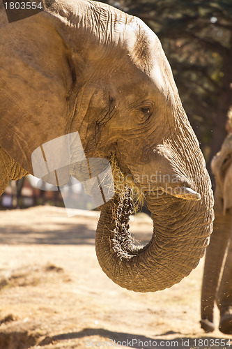 Image of Elephant eating grass