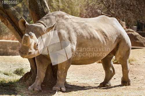 Image of Hook-lipped Rhino