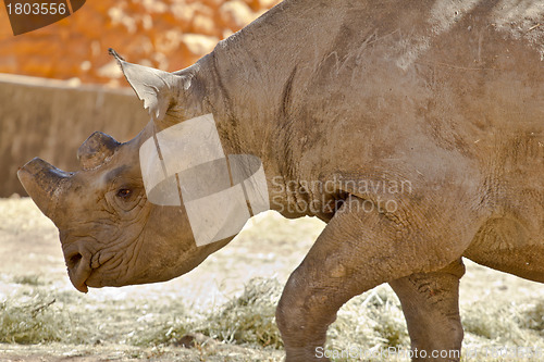 Image of Hook-lipped Rhino