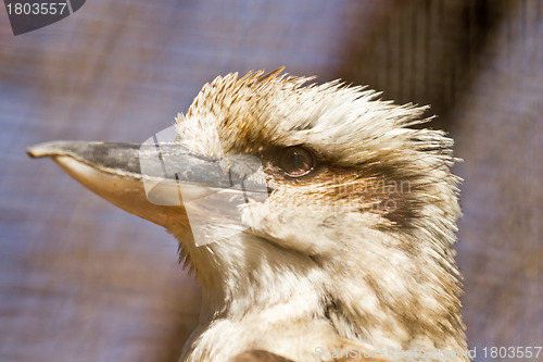 Image of Laughing Kookaburra