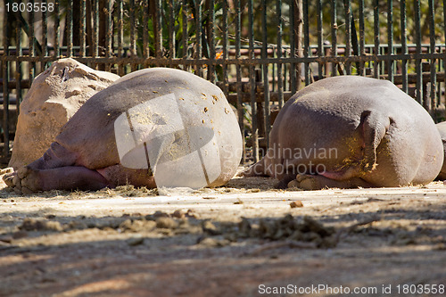 Image of The back side of a hippo