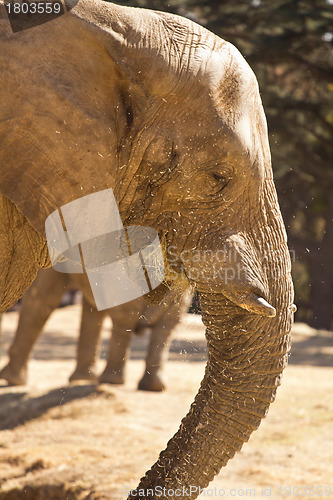 Image of Elephant eating grass