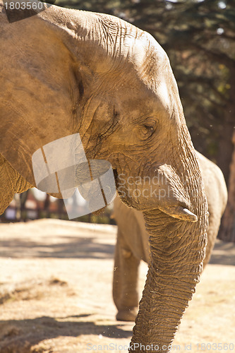 Image of African Elephant