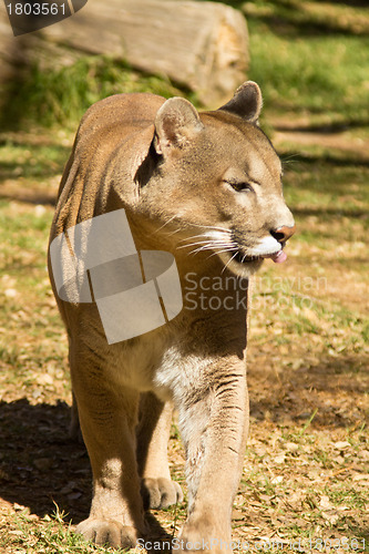 Image of Puma, Cougar or Mountain Lion