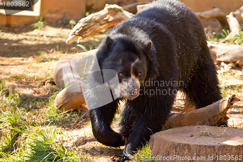 Image of Big black bear