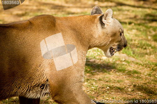 Image of Puma, Cougar or Mountain Lion