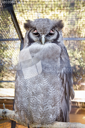 Image of Verrauxâ€™s Eagle-Owl