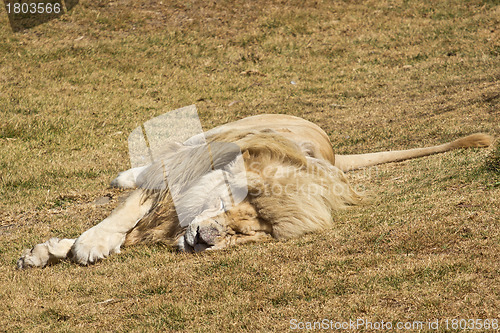 Image of Sleepy white lion