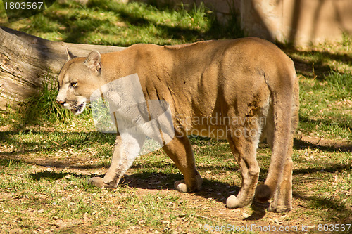 Image of Puma, Cougar or Mountain Lion