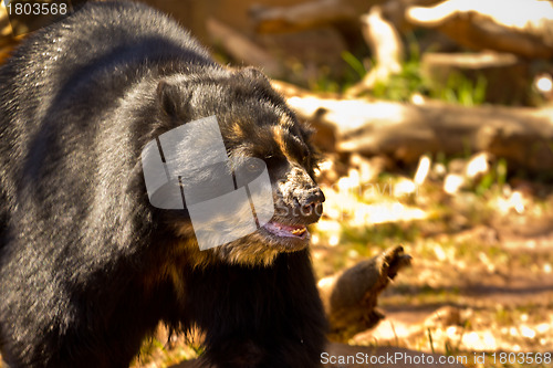 Image of Big black bear