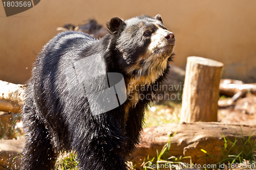 Image of Big black bear