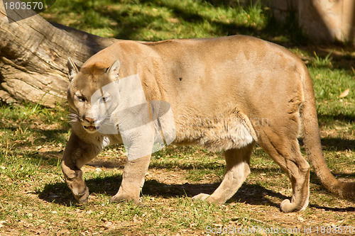 Image of Puma, Cougar or Mountain Lion