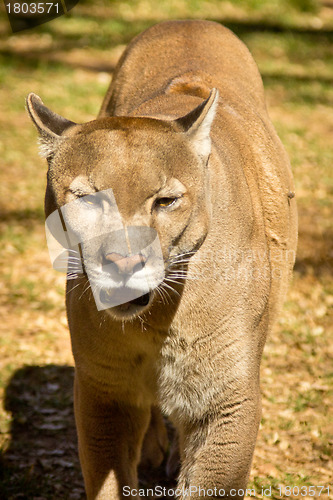 Image of Puma, Cougar or Mountain Lion
