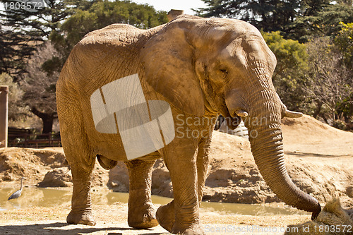 Image of Elephant eating grass