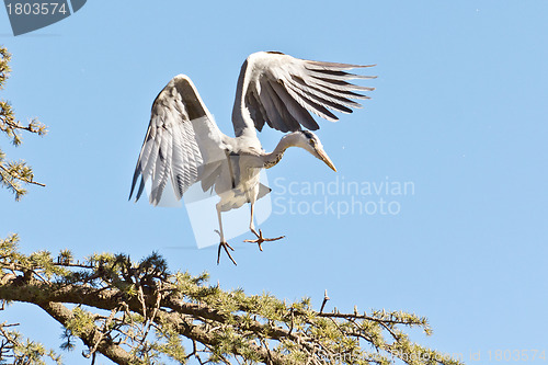 Image of A Crane landing