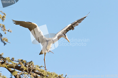 Image of A Crane landing