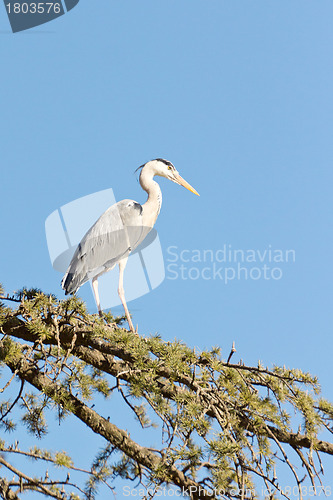 Image of A Crane on a tree