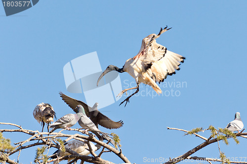 Image of A Crane landing