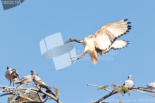 Image of A Crane landing