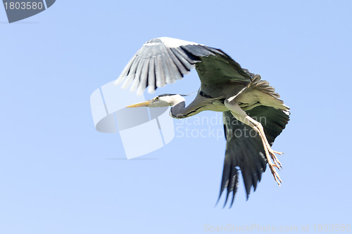 Image of A Crane in flight