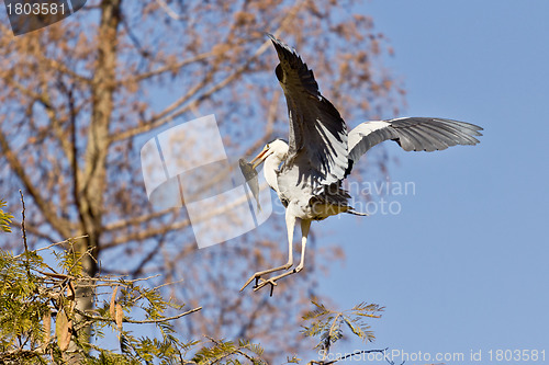 Image of A Crane landing with a fish in it's beak