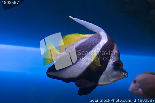 Image of Wimplefish