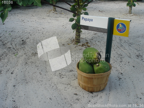 Image of Cultivating Papaya