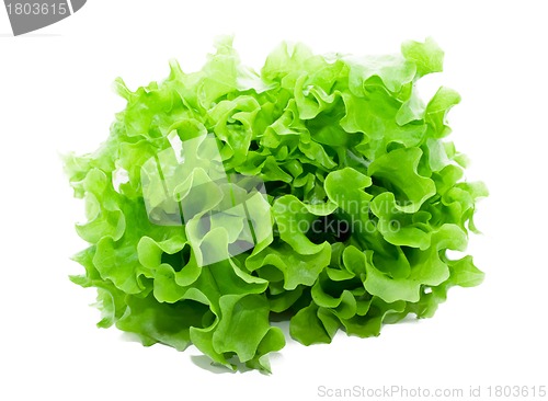 Image of Lettuce